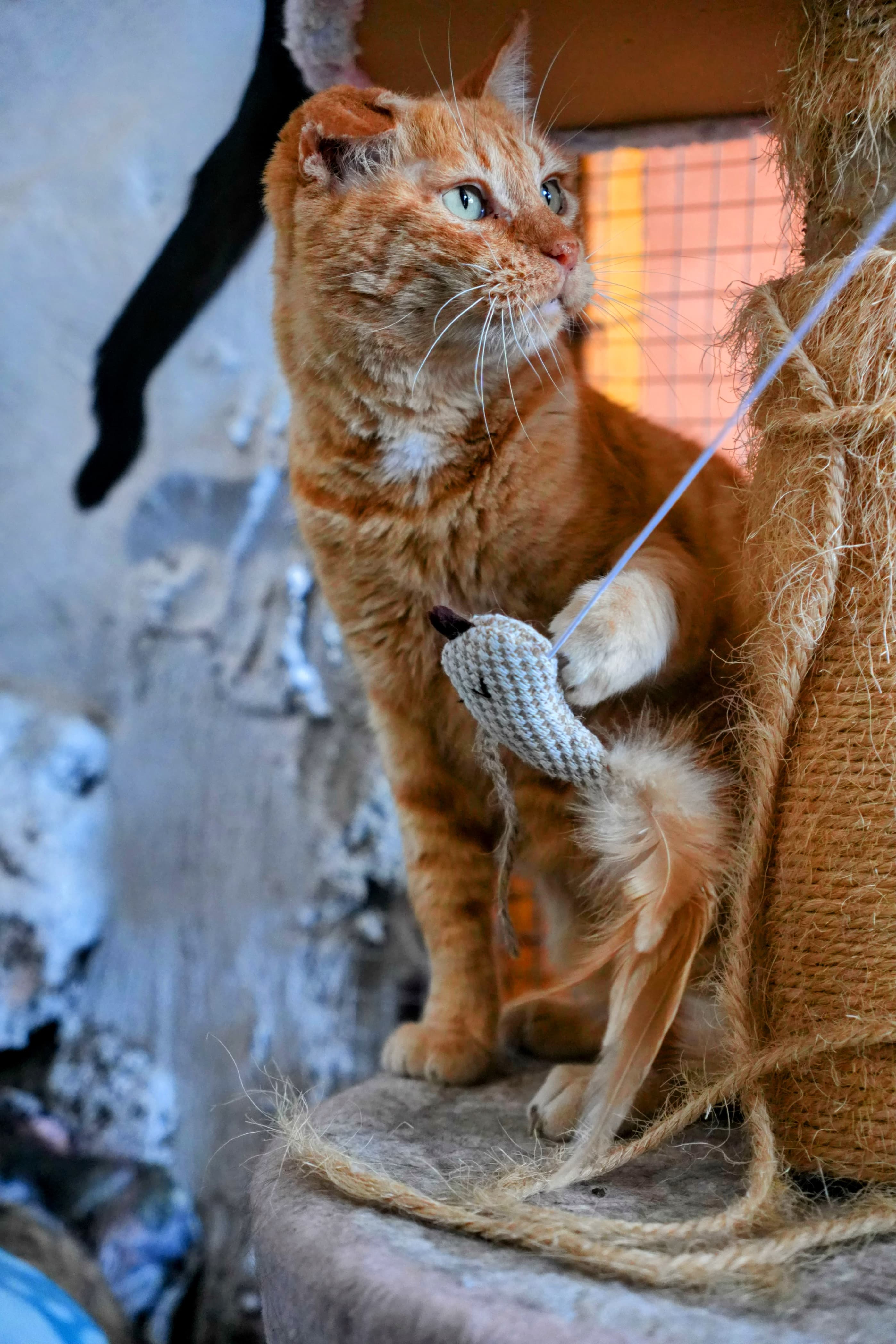 Beautiful cat at Refugio Corazón Gatuno shelter