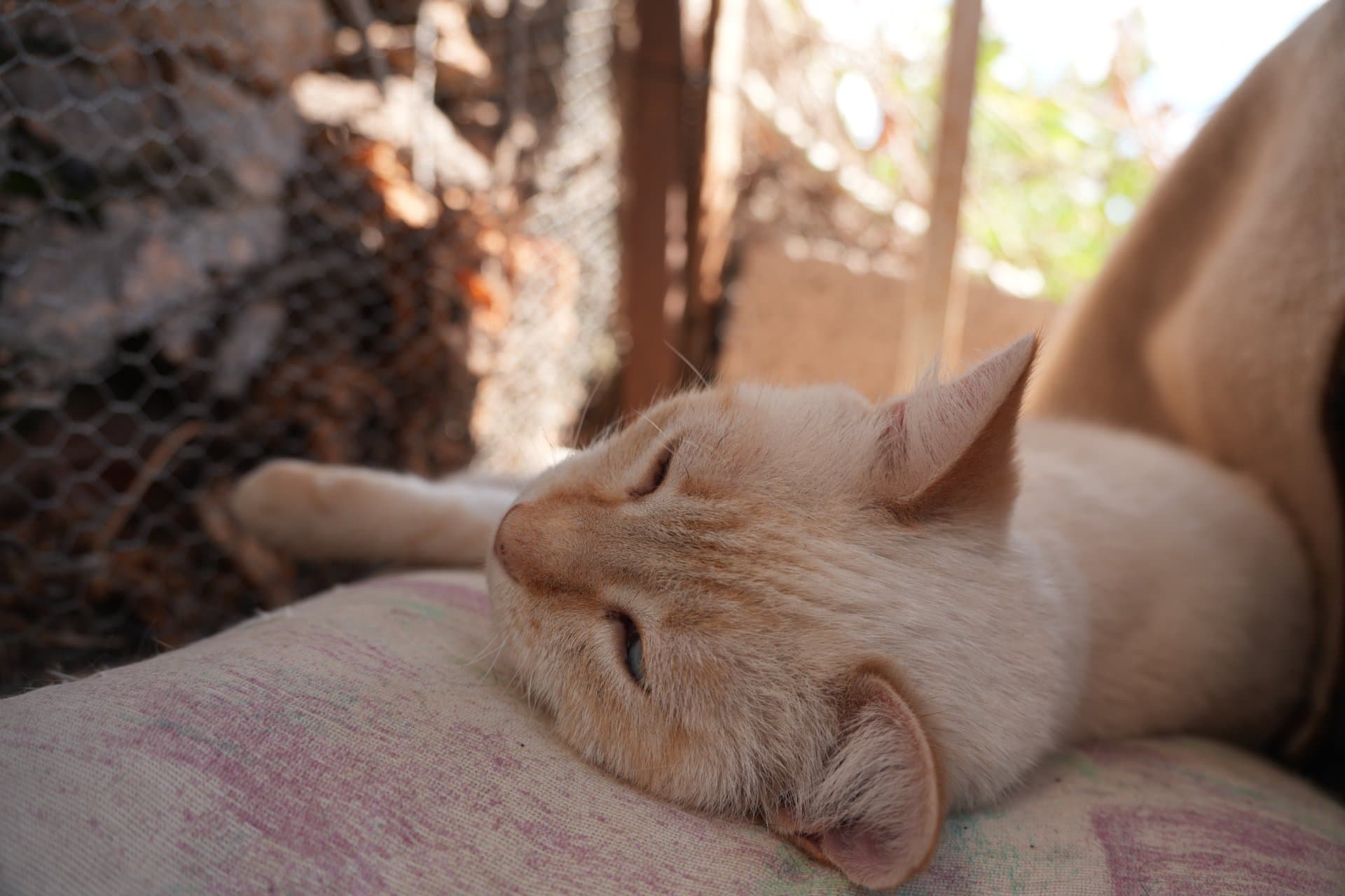 Bunny - A very cute cat, who loves everyone. She's also a real oasis of peace.

Unfortunately has FeLV virus, which limits her ability to live with other, healthy cats. - 2