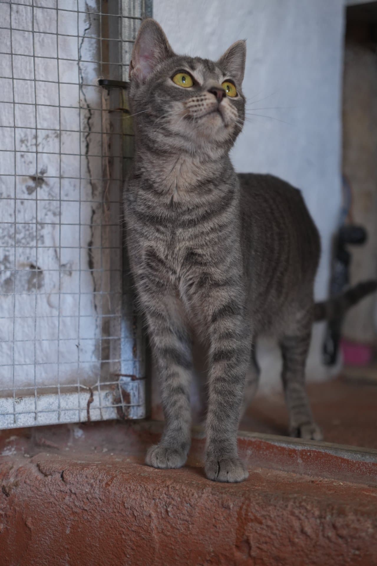 Da Vincita - Meet Da Vincita. She can be a bit shy at first and may step back when meeting someone new. But give her a little time and patience, and she quickly starts to relax. With a few treats and a calm approach, she becomes more confident and will happily come closer on her own.

She’s very active, playful, and full of positive energy. It’s clear that she wants to be around people—she just needs a gentle start. In the right home, with someone who understands her sensitive side, she will truly blossom. - 2